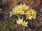 Crocuses bloom. Little yellow spring flowers