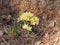 Crocuses bloom. Little yellow spring flowers