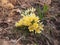 Crocuses bloom. Little yellow spring flowers