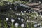 Crocuses bloom in the upper Maira Valley