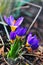 Crocuses blooming in spring