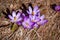 Crocuses blossom in the mountains Divcibare, Serbia