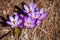 Crocuses blossom in the mountains Divcibare, Serbia