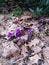 Crocuses. Blue crocuses. Crocuses growing in spring. saffron