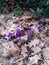 Crocuses. Blue crocuses. Crocuses growing in spring. saffron