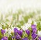 Crocuses on blurred background