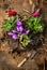 Crocuses and buttercups gardening with scoop, soil and roots on rustic wooden background