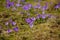 Crocuses in Chocholowska valley, Tatra Mountain, Poland