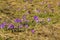 Crocuses in Chocholowska valley, Tatra Mountains, Poland