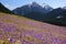 Crocuses in Chocholowska valley, Tatra Mountains, Poland