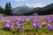 Crocuses in Chocholowska valley, Tatra Mountains, Poland