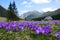 Crocuses in Chocholowska valley, Tatra Mountains, Poland