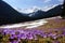 Crocuses in Chocholowska valley, Tatras Mountain, Poland