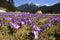 Crocuses in Chocholowska valley, Tatras Mountain, Poland