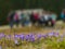 Crocuses in Chocholowska valley, Tatras Mountain, Poland