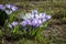 Crocuses - city flowers of St. Petersburg