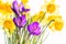 Crocuses and daffodils, backlit