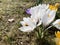 Crocuses in the field. Bulb spring flowers close up.