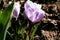 Crocuses, the first spring flowers in the garden.