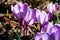 Crocuses, the first spring flowers in the garden.