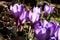 Crocuses, the first spring flowers in the garden.