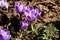 Crocuses, the first spring flowers in the garden.