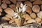 Crocuses first spring flowers in a small basket on firewood background