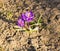 Crocuses are the first spring flowers. Tenderness, fragility