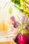 Crocuses in flower pot on window in sunlight