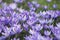 Crocuses flowerbed _ springtime