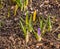 Crocuses in the garden in early spring