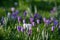 Crocuses growing amongst tombstones in the graveyard at St Nicholas Church on the River Thames at Chiswick in west London UK