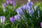 Crocuses growing amongst tombstones in the graveyard at St Nicholas Church on the River Thames at Chiswick in west London UK