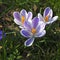 The Crocuses in late afternoon sunlight. Spring, Royal Botanic Gardens Kew London Striped croci probably Crocus