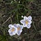 The Crocuses in late afternoon sunlight. Spring, Royal Botanic Gardens Kew London Striped croci probably Crocus