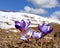 Crocuses in mountains