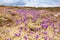 Crocuses in the mountains