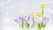 Crocuses and Narcissus flowers bed on light background with snow drawn, side view