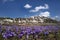 Crocuses at the Pietranzoni lake