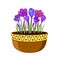 Crocuses in a pot illustration. Early spring flowers isolated on white background.