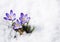 Crocuses in the snow