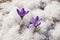 Crocuses in the snow