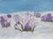 Crocuses in snow, illustration