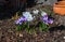 Crocuses in the spa gardens Baden Baden_Germany, Europe