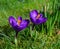 Crocuses in the spa gardens Baden Baden_Germany, Europe