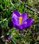 Crocuses in the spa gardens Baden Baden_Germany, Europe