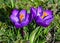 Crocuses in the spa gardens Baden Baden_Germany, Europe