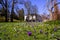 Crocuses in the spa gardens Baden Baden_Germany, Europe