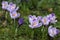 Crocuses in spring