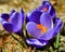 Crocuses in spring